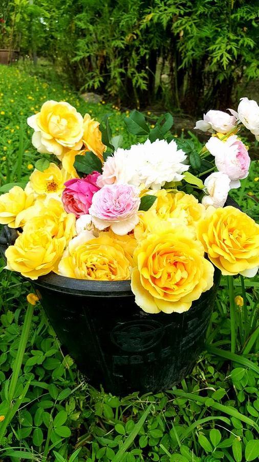 Baangaimuan Bed & Breakfast Lamphun Dış mekan fotoğraf